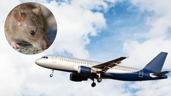 Avión tuvo que aterrizar de emergencia por la presencia de un ratón en la aeronave: "apareció de un salto"