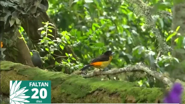 Este es el paraíso en el que habitan 290 especies de aves en Cali y que espera a la COP16