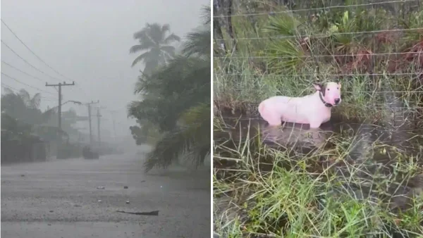 Video: Policía de Tampa rescató a perro atado a poste en medio de alerta por huracán Milton