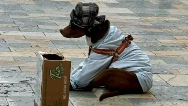 Así fue el rescate de Max, un perro que era utilizado para mendicidad en Bogotá