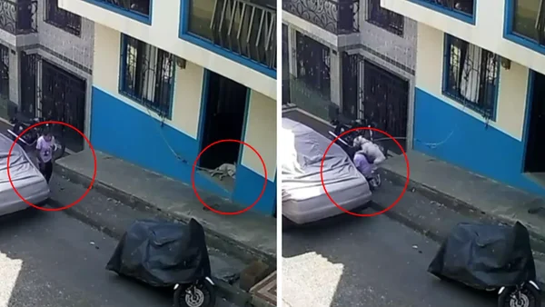 En video: brutal ataque de un perro contra adulta mayor en Dosquebradas, Risaralda