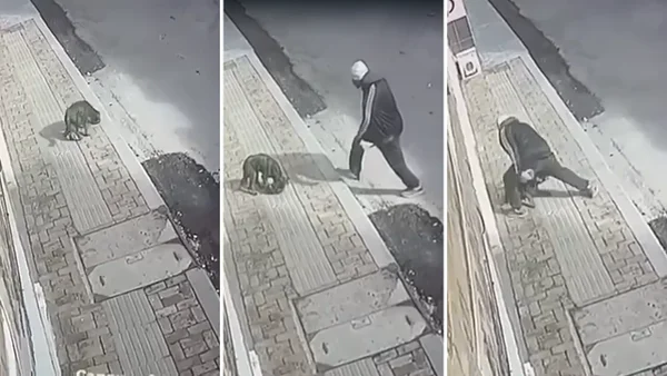 En video quedó registrada la agresión de un hombre contra perro en calle de Sogamoso