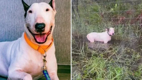 Imputaron cargos a hombre que dejó a perro atado a cerca antes de la llegada de Milton a Florida, EE. UU.