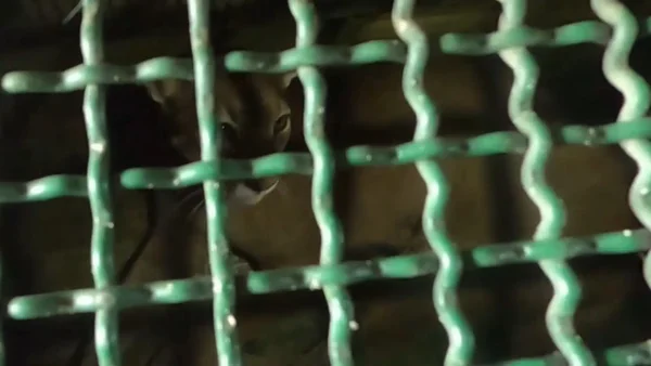 En video | Dos pumas fueron liberados en el Parque Nacional Natural Paramillo