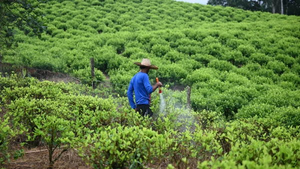 Gobierno pagará a campesinos para erradicar cultivos de coca en el Catatumbo Gobierno pagará a campesinos para erradicar cultivos de coca en el Catatumbo