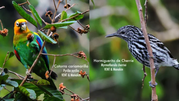¡Un triunfo para nuestra biodiversidad! Colombia vuelve al primer lugar del mundo en avistamiento de aves