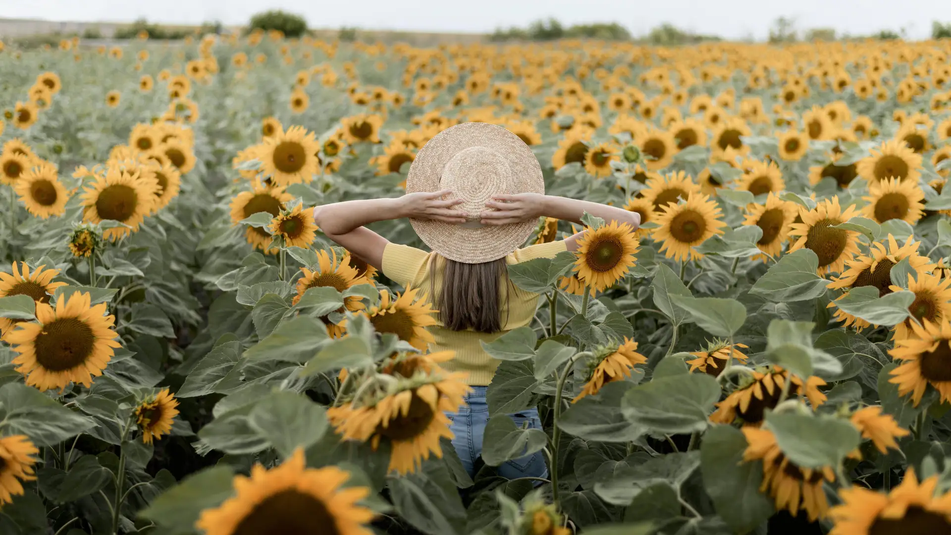 Campo de girasoles cerca de Bogotá.