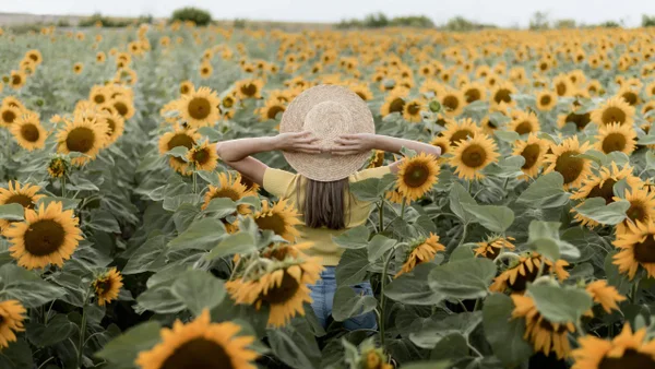 El mágico campo de girasoles que puede visitar cerca de Bogotá por solo $20.000: video