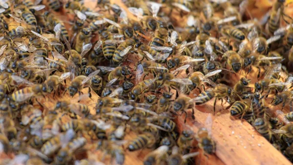 Video: ataque de abejas dejó seis personas lesionadas en Neiva, entre ellas un adulto mayor