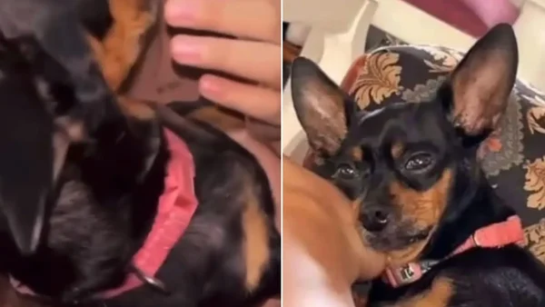 Impactante video dejó ver cómo dos jóvenes drogaron a una perrita en Bucaramanga