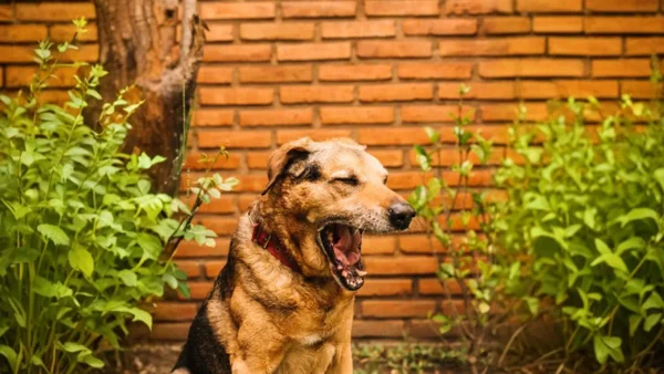 Vuelven a programar jornadas de esterilización gratuitas para animales de compañía en Bogotá