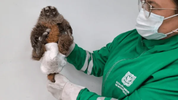 Recuperan animal de fauna silvestre que deambulaba en el suroccidente de Bogotá