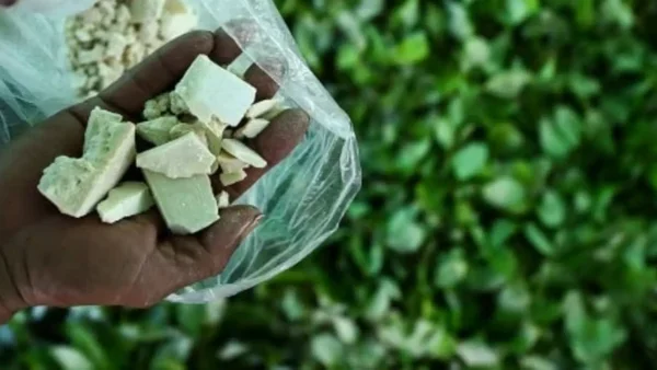 Ministra de Justicia cuestiona informe de la ONU sobre cultivos de coca en Colombia