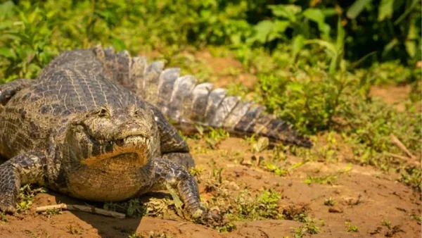 Hay alerta por fuga masiva de caimanes en La Mojana tras intensas lluvias