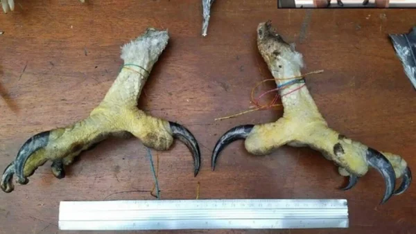Banda criminal traficaba fauna silvestre hacia Estados Unidos: vendía colmillos y cuernos