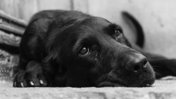 Indignación por caso de negligencia en guardería de Tuluá: perro habría muerto por maltrato