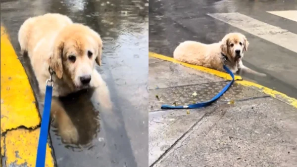 En plena calle, perrito convirtió un charco en piscina y se ganó el amor en internet: video