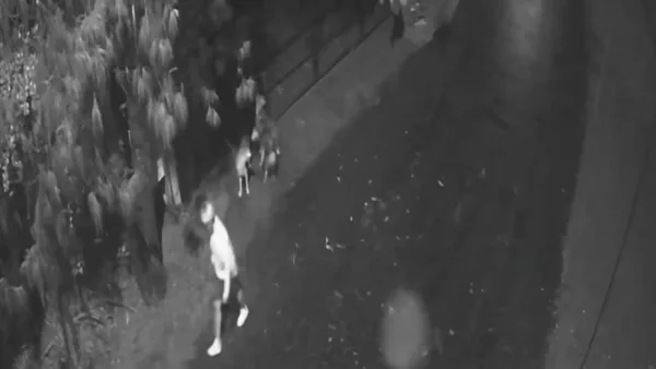 VIDEO | Tres perros fueron cruelmente abandonados en una zona boscosa de Rionegro