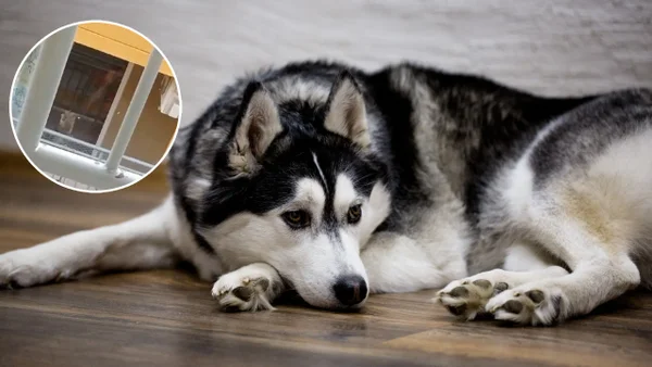 Indignante: perro al parecer era castigado con un taser en Soledad, Atlántico