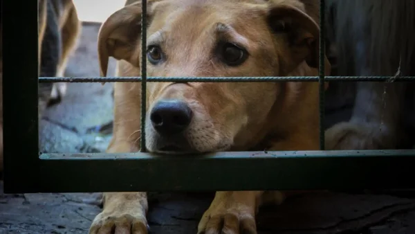¿Cómo denunciar el maltrato animal?: guía para proteger a los animales