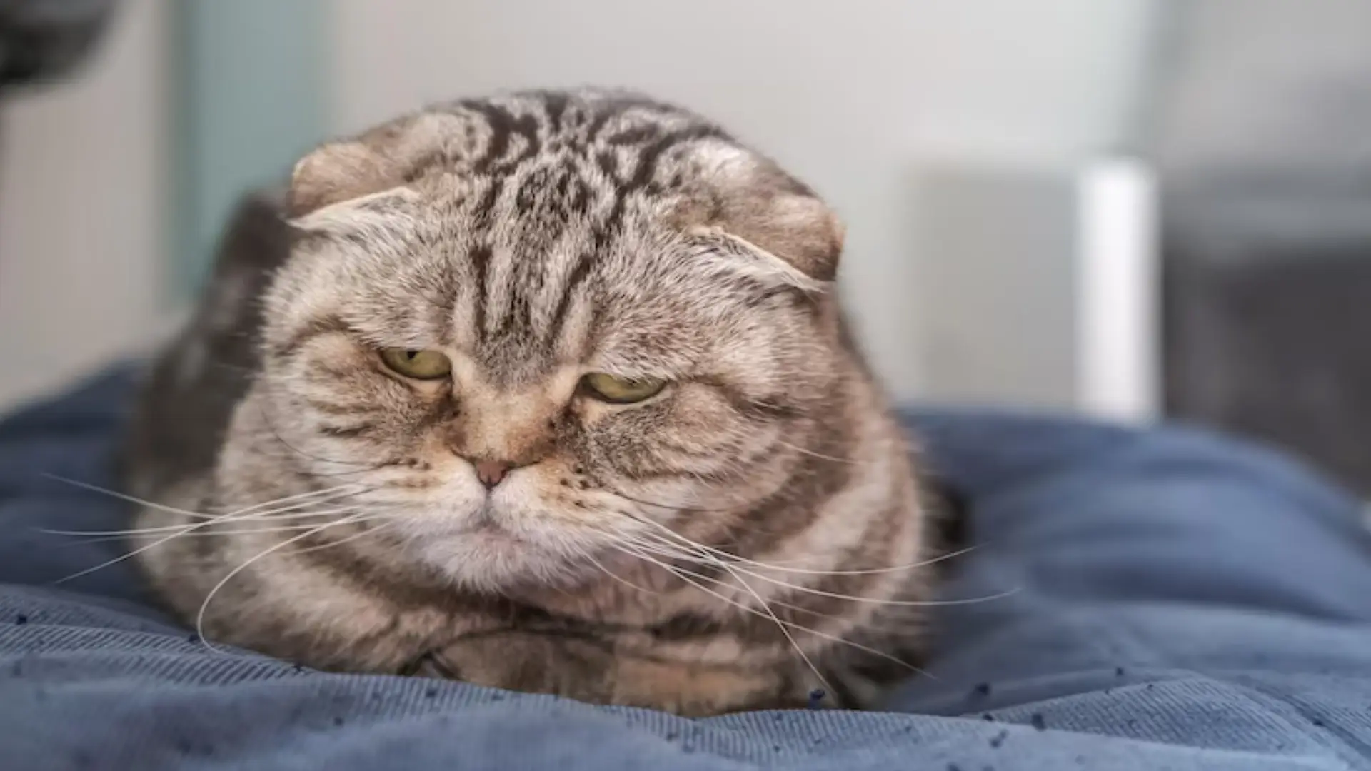 ¿Qué señales indican que un gato está en sus últimos días?