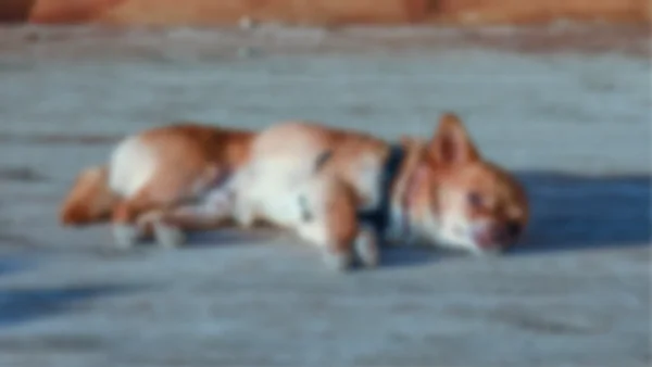 Buscan a los responsables de envenenar a 20 perros y gatos en Cesar