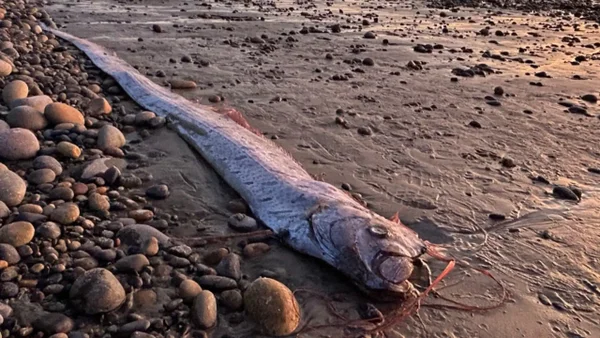 VIDEO | El conocido como 'pez del fin del mundo' por anticipar catástrofes, apareció en una playa