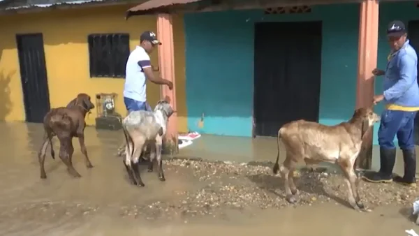 Alerta roja en San Martín, Cesar, por el desbordamiento de los ríos Táchira y Lebrija Alerta roja en San Martín, Cesar, por el desbordamiento de los ríos Táchira y Lebrija