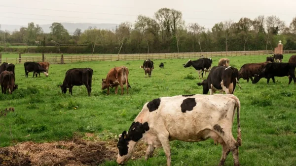 Desarticulan red que sacrificaba ganado enfermo para vender su carne Desarticulan red que sacrificaba ganado enfermo para vender su carne
