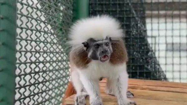 Amarrado al cuello y sin colmillos: así fue rescatado un mono tití de una vivienda en Bucaramanga