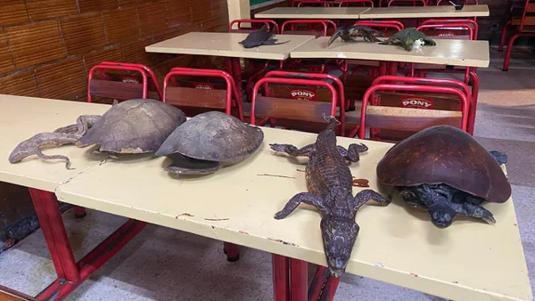 Incautaron 25 productos que fueron fabricados con partes de animales silvestres en Bogotá Incautaron 25 productos que fueron fabricados con partes de animales silvestres en Bogotá