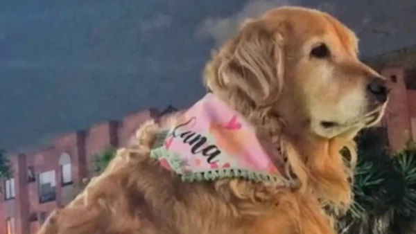 ¡Indignante! Hombre habría abusado y maltratado a su mascota reiteradas veces en Bogotá