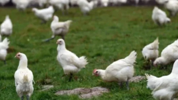 Confirman primer brote de influenza aviar en el Chocó Confirman primer brote de influenza aviar en el Chocó
