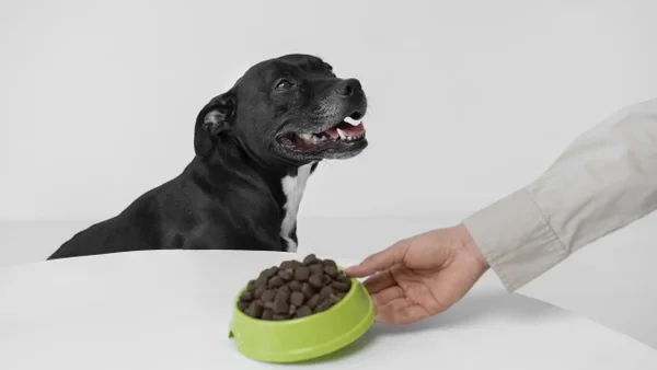 Esta es la mejor hora para alimentar a su perro y así establecer una rutina