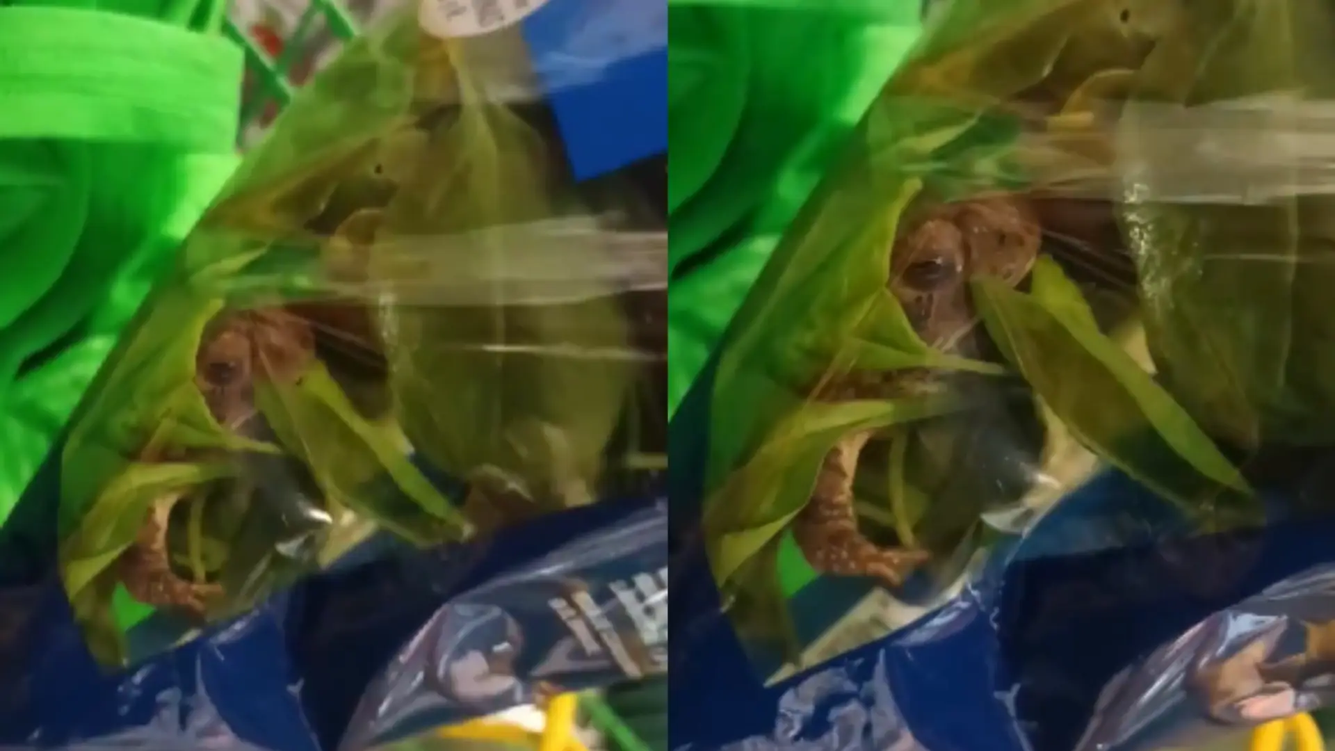 Rana en paquete de espinacas.