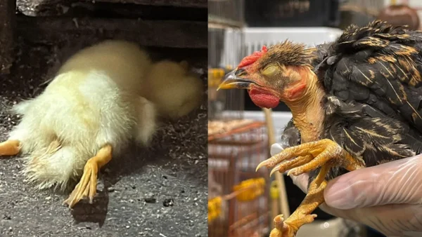 Rescataron más de 40 animales en condiciones deplorables de la Plaza Minorista de Medellín