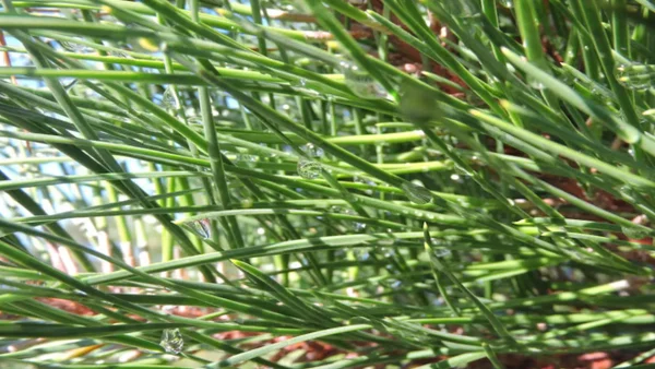 El poder natural de la cola de caballo en la salud y el bienestar integral: ¿Para qué sirve?