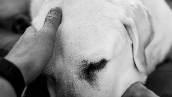 Hombre agredió brutalmente a su mascota en Medellín: el canino perdió un ojo