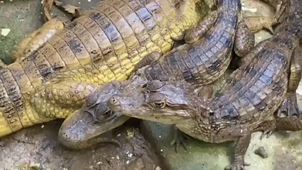 Bajo amenaza: tráfico ilegal de serpientes y babillas en la costa de Colombia