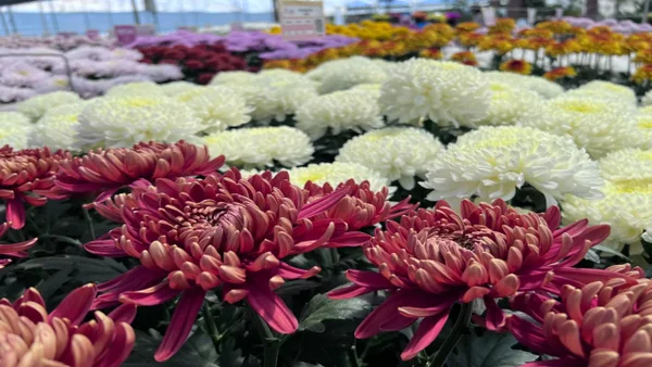 Colombia, segundo productor mundial de flores, apuesta por soluciones de riego sostenible Colombia, segundo productor mundial de flores, apuesta por soluciones de riego sostenible