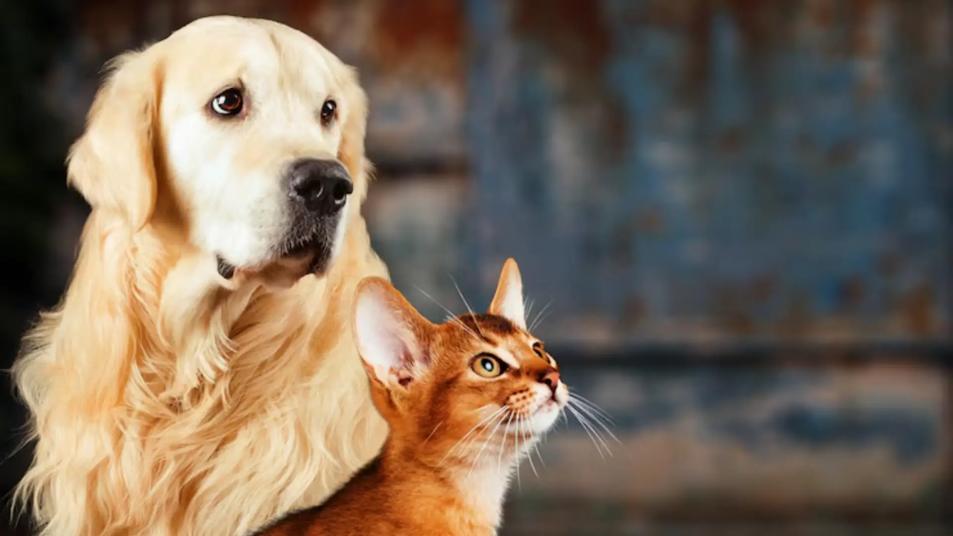 Dónde y cuándo esterilizar a las mascotas gratuitamente en Bogotá.