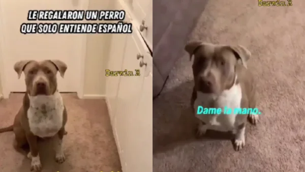 Un perro que solo entiende español: el video que ha conquistado a miles de corazones en redes sociales