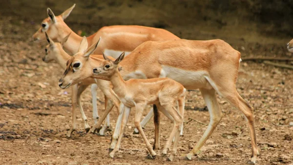 Zoológico de Cali confirmó la muerte de dos antílopes por estruendos de pólvora