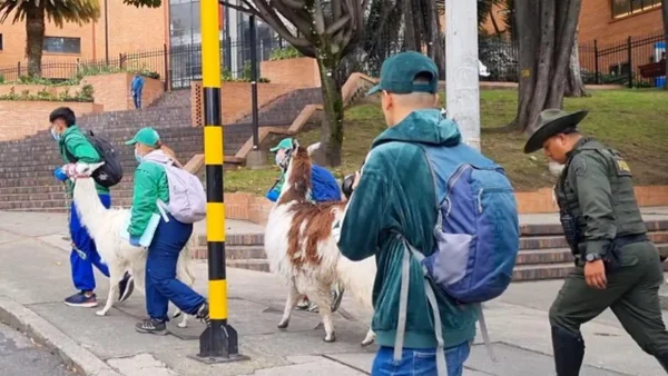 Nuevas medidas para frenar la explotación de animales con fines turísticos en Bogotá
