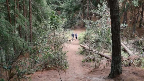 Bogotá y CAR impulsan restauración ecológica en Cerros Orientales y Reserva Van der Hammen