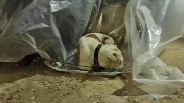 Rescataron a Thor, perro que era violentamente maltratado por un habitante de calle en Bogotá