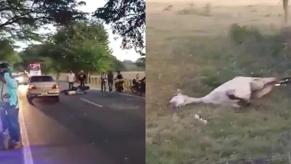 Video: trágico accidente en la vía San Roque - La Paz dejó dos muertos tras choque con caballo