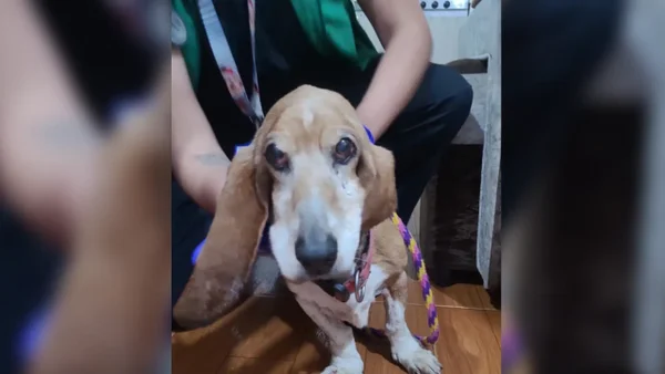 Esta perrita era dejada en un balcón por sus dueños en Bogotá: presentaba problemas de salud Esta perrita era dejada en un balcón por sus dueños en Bogotá: presentaba problemas de salud