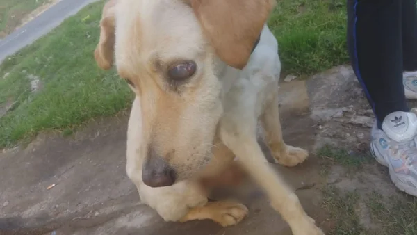 Ángel, el perrito que habría sido brutalmente abusado por su dueño lucha por su vida Ángel, el perrito que habría sido brutalmente abusado por su dueño lucha por su vida
