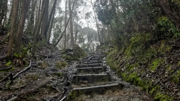Bogotá cerrará todos sus senderos ecológicos: esta sería la razón Bogotá cerrará todos sus senderos ecológicos: esta sería la razón